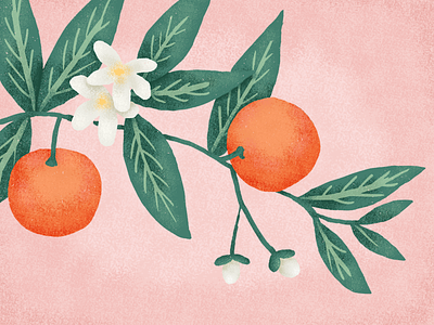 Oranges drawing fruit illustration oranges plant