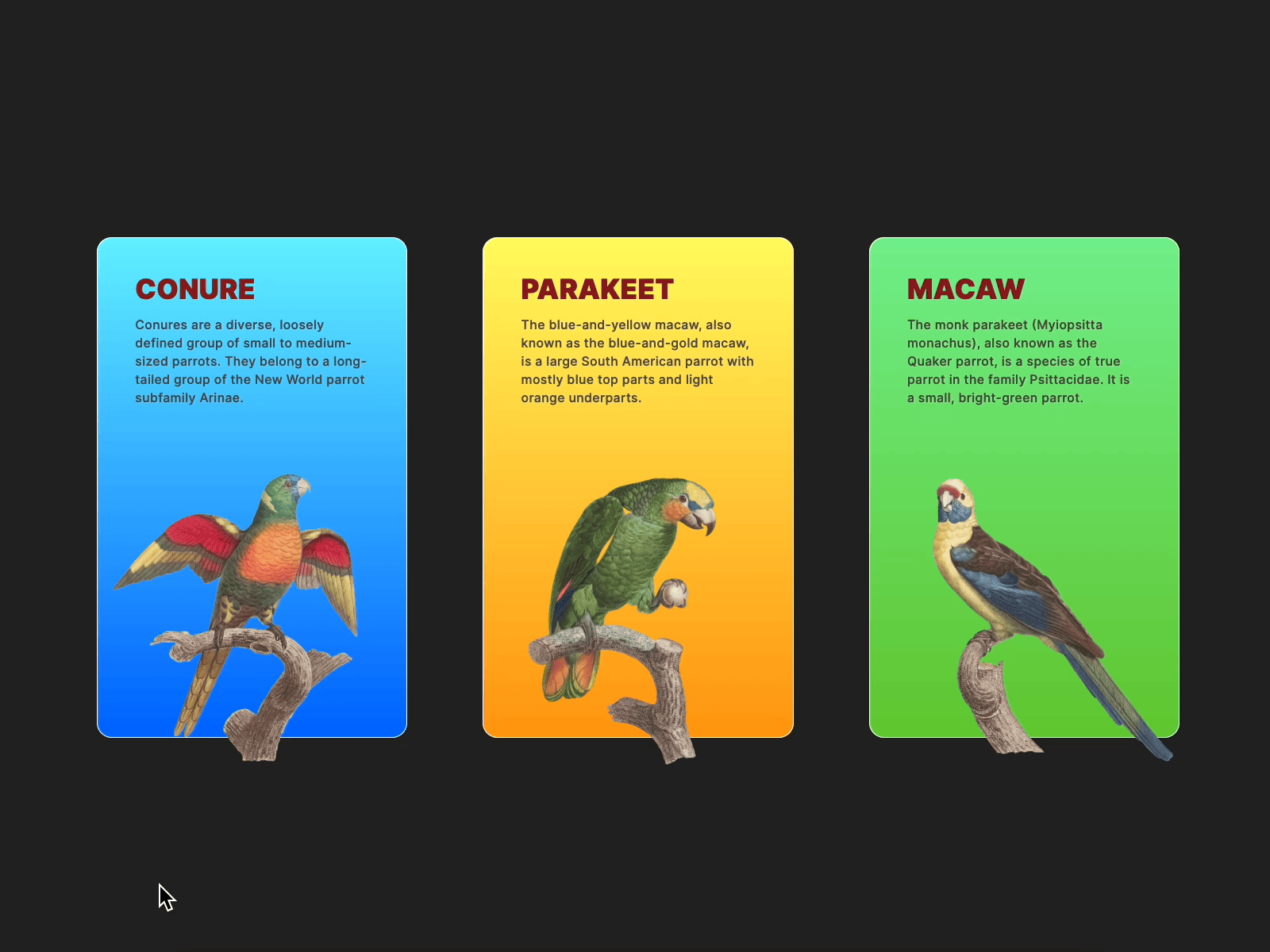 Colorful Birds Card Interaction animation cards codepen colorful css gradient html interaction website