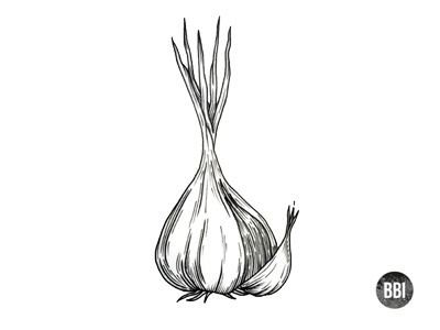 Garlic art black blackboozeillustrations drawing garlic illustration tattoo vampire white
