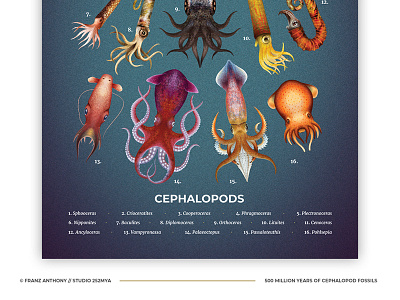 Cephalopods poster animal illustration marine nature ocean sea