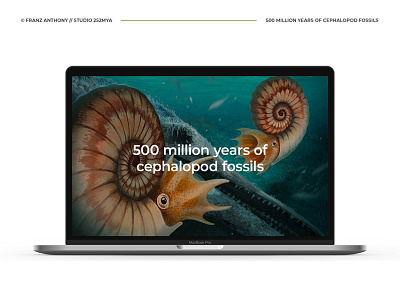 500 million years of cephalopod fossils animal illustration marine nature ocean sea