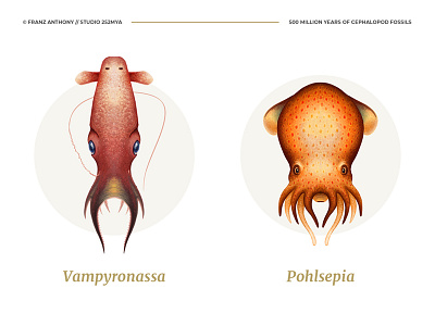 Cephalopods scientific illustration 1