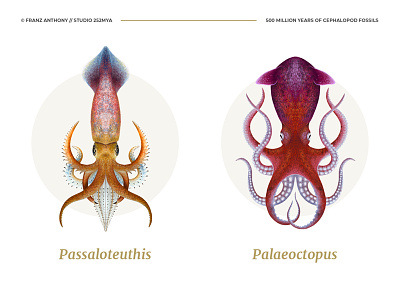 Cephalopods scientific illustration 2 animal illustration marine nature ocean octopus sea squid