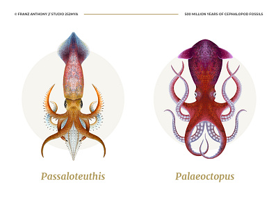 Cephalopods scientific illustration 2
