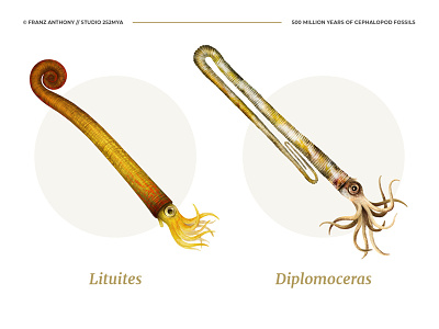 Cephalopods scientific illustration 3 ammonite animal illustration marine nature ocean octopus sea shell squid