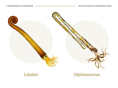 Cephalopods scientific illustration 3