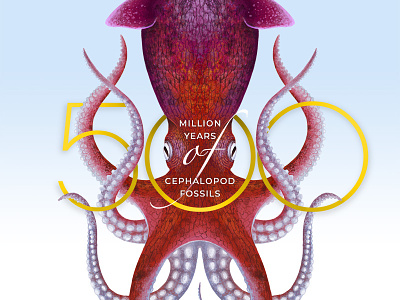 Cephalopods Behance cover animal illustration marine nature ocean octopus sea squid