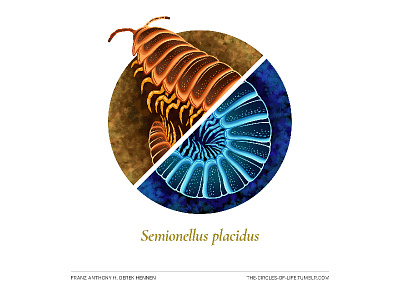 The Circles Of Life 3 animal bug creature illustration millipede nature