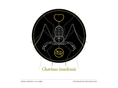 The Circles Of Life 12 animal arachnid biology black bug gold illustration nature science typography white