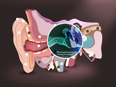 Interactive Ear css3 ear hearing illustration interactive medical science xray