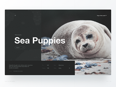 Wild Antarctic Sea Puppies animal avenir dark desktop grid gridded helvetica hero section nature ui ux web website