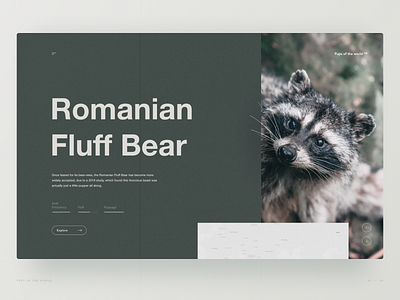 The Romanian Fluff Bear animal bear hero image hero section raccoon ui ui design ux ux design web design website wildlife