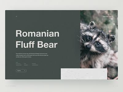 The Romanian Fluff Bear
