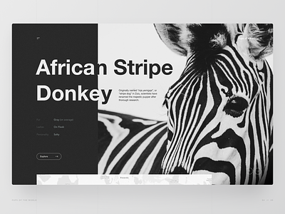 The African Stripe Donkey