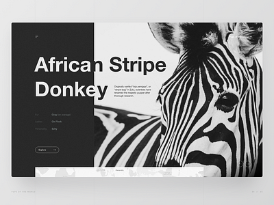 The African Stripe Donkey animal black and white donkey hero section ui ui design ux ux design web design website wildlife zebra