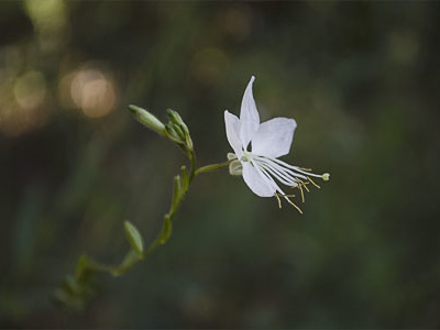“Gaura” Oenothera lindheimeri flora flower nature photography