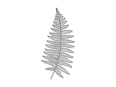 "Calaguala" fern (Rumohra adiantiformis) blackandwhite digital fern flora illustration simple
