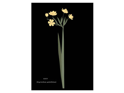 Native Flora of Uruguay - Sisyrinchium palmifolium digitalillustration flora flowers graphicdesign illustration nativeflora nature poster simple uruguay