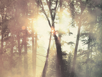 "the warmth of the daytime seemed like a dream now" album cover light photography texture trees