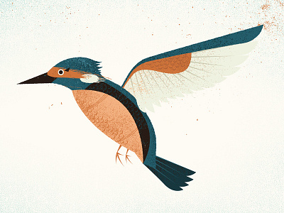Kingfisher bird feathers illustration texture