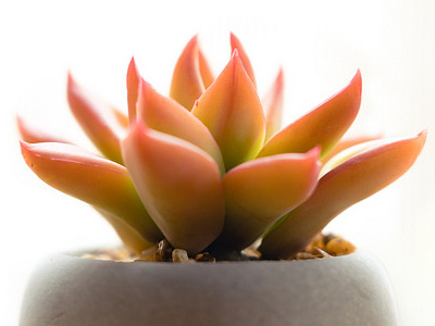 Succulent photography plant white background