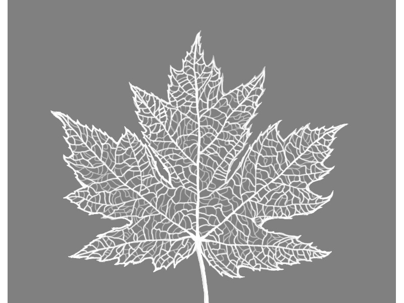 Maple Leaf Skeleton White by Owentree Sketches on Dribbble