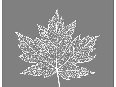 Maple Leaf Skeleton White drawing illustrator leaf photoshop tree