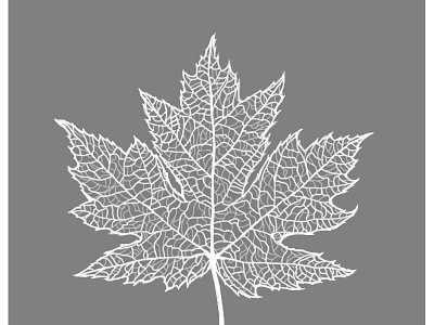 Maple Leaf Skeleton White