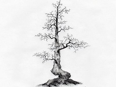 2018141 drawing illustration sketch tree