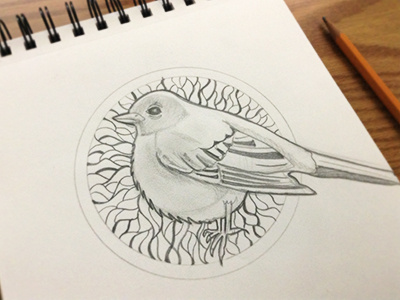 Robin bird feathers pencil sketch