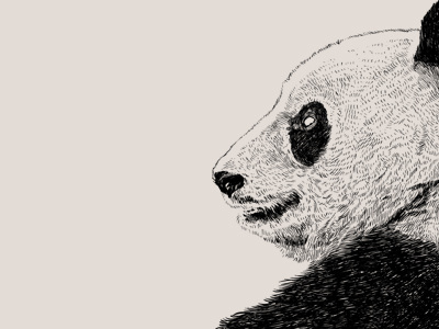 642 Things To Draw - Pandas by SueJanna on Dribbble