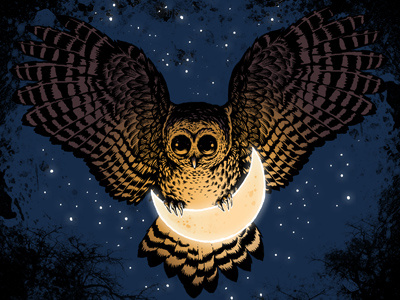 Catch The Moon animal barmalisirtb design art illustration owl