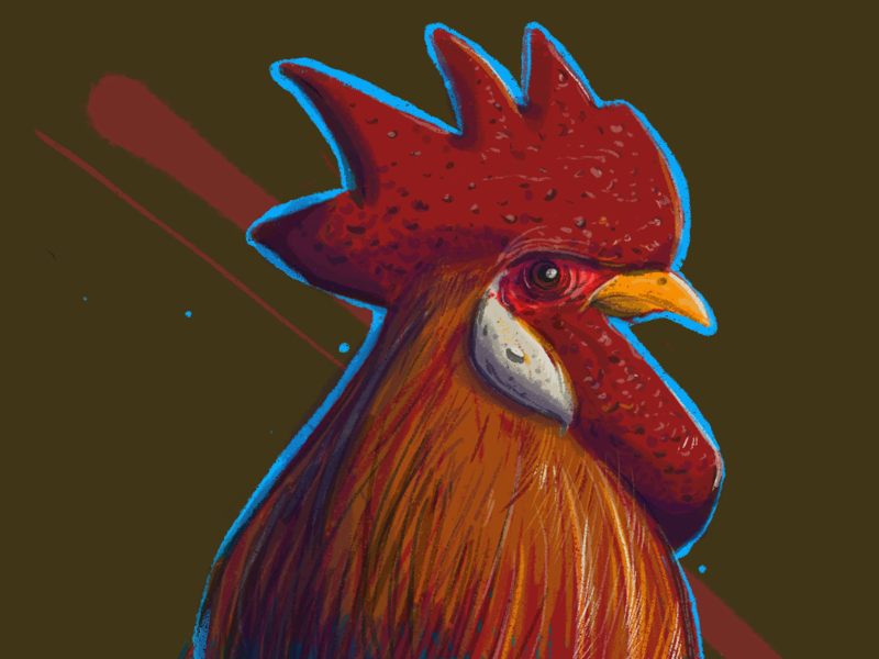 Rooster, study. rooster chicken procreate illustration