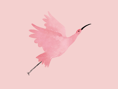 Pink Birdy bird illustration digital illustration persian designer