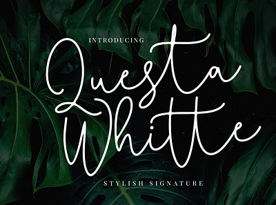 Questa Whitte Script branding brush calligraphy handwriting handwritten logo quotes script signature typography