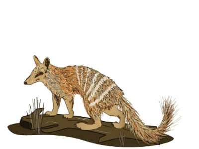 Numbat animal drawing illustration