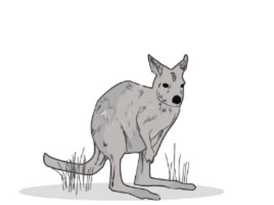 Kangaroo animal drawing illustration