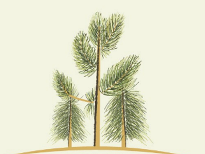 Pine