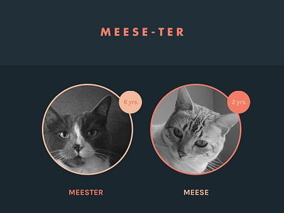 Meese-ter Website bio cats deep blue desktop kitties kitty pink profile responsive website