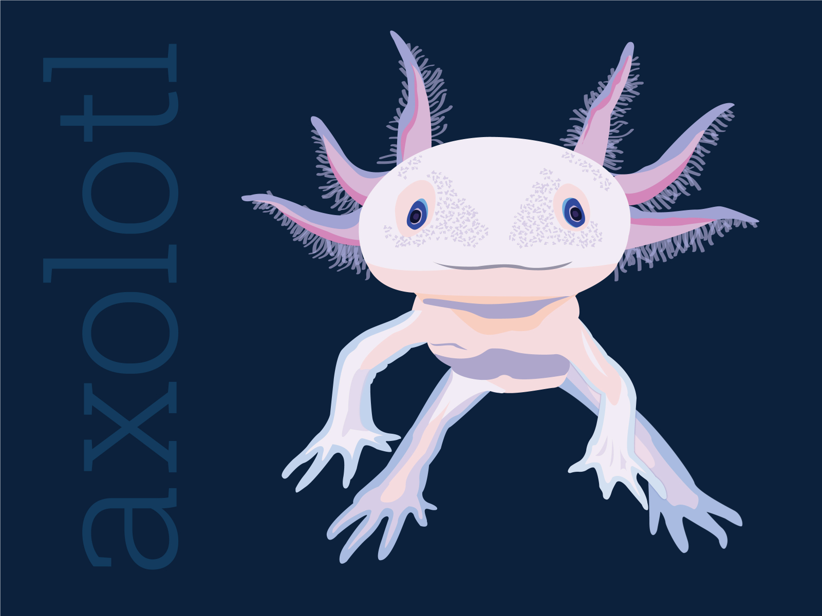 Black Axolotl Drawing