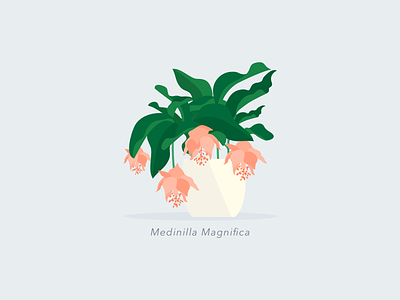 Illustration | Medinilla Magnifica 🌷 flat flower illustration julie charrier magnifica medinilla minimal plant sketchapp ui vector visual