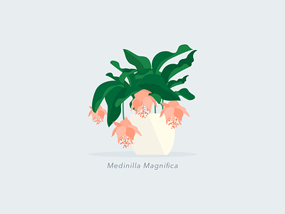 Illustration | Medinilla Magnifica 🌷