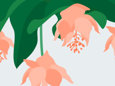 Illustration | Medinilla Magnifica 🌷 flat flower illustration julie charrier magnifica medinilla minimal plant sketchapp ui vector visual