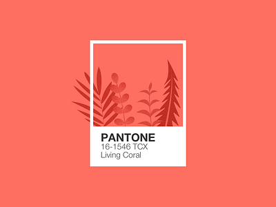 Illustration | Pantone 🦑