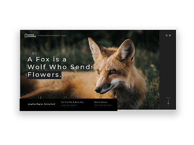 National Geographic Animal Page - Fox animal colors dark design fox geographic national page ui ux web