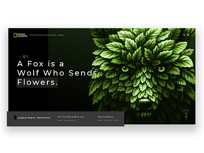 National Geographic Animal Page - Fox art animal design geographic national page ui ux web
