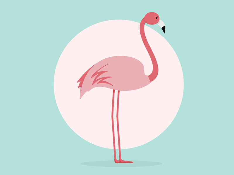 flamingo aftereffects animate animation design flamingo
