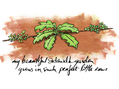 My beautiful sidewalk garden grows in such perfect little rows. acrylic paint illustration ink pavement weed