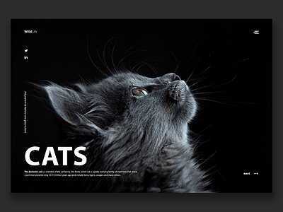 Cats animals black cat cats clean landingpage minimalist uidesign ux webdesign wild