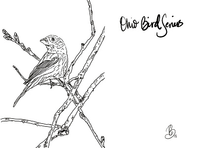 Finch from my Ohio Bird series art digital